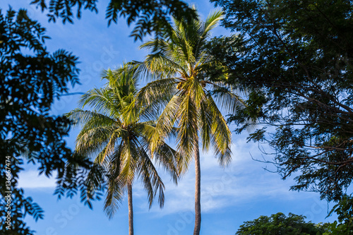 Palm trees seen from a dry forest