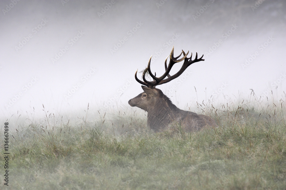 Cervus elaphus / Cerf élaphe Cervus elaphus / Cerf élaphe