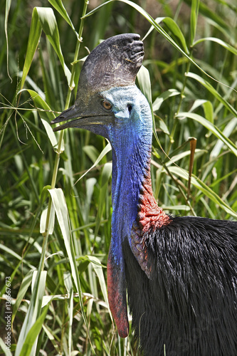 Casuarius casuarius / Casoar à casque