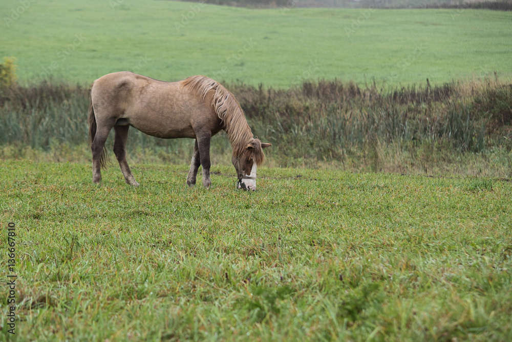 summer landscape with buckskin horse on pasture summer landscape with buckskin horse on pasture
