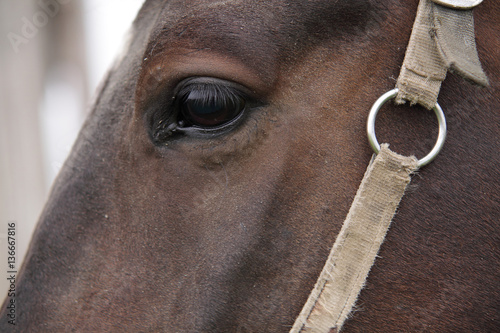 Obraz na plátně muzzle of a horse whis kind eyes