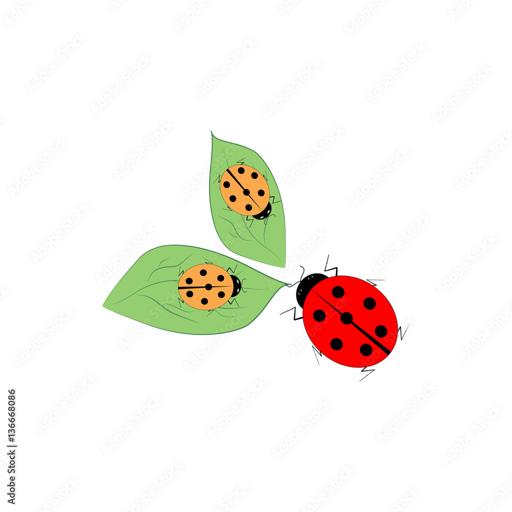Ladybird isolated on leaf Ladybird isolated on leaf