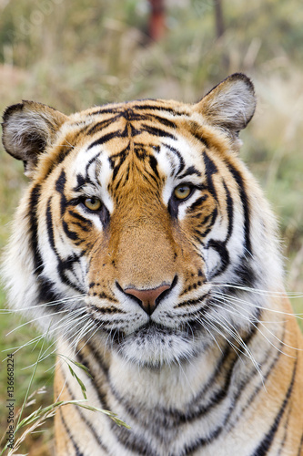 Panthera tigris tigris   Tigre du Bengale