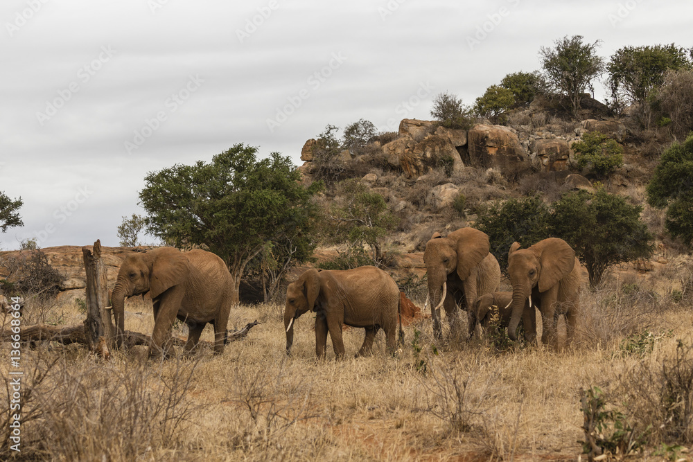Gruppo di Elefanti nella savana