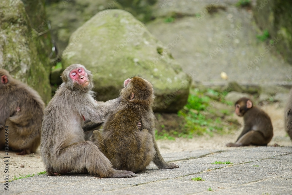 cute monkey of japanese cute monkey of japanese