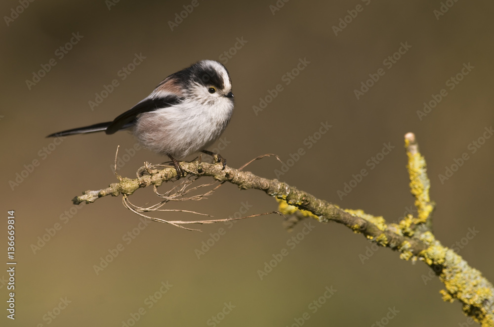 Fototapeta premium Aegithalos caudatus / Mésange à longue queue