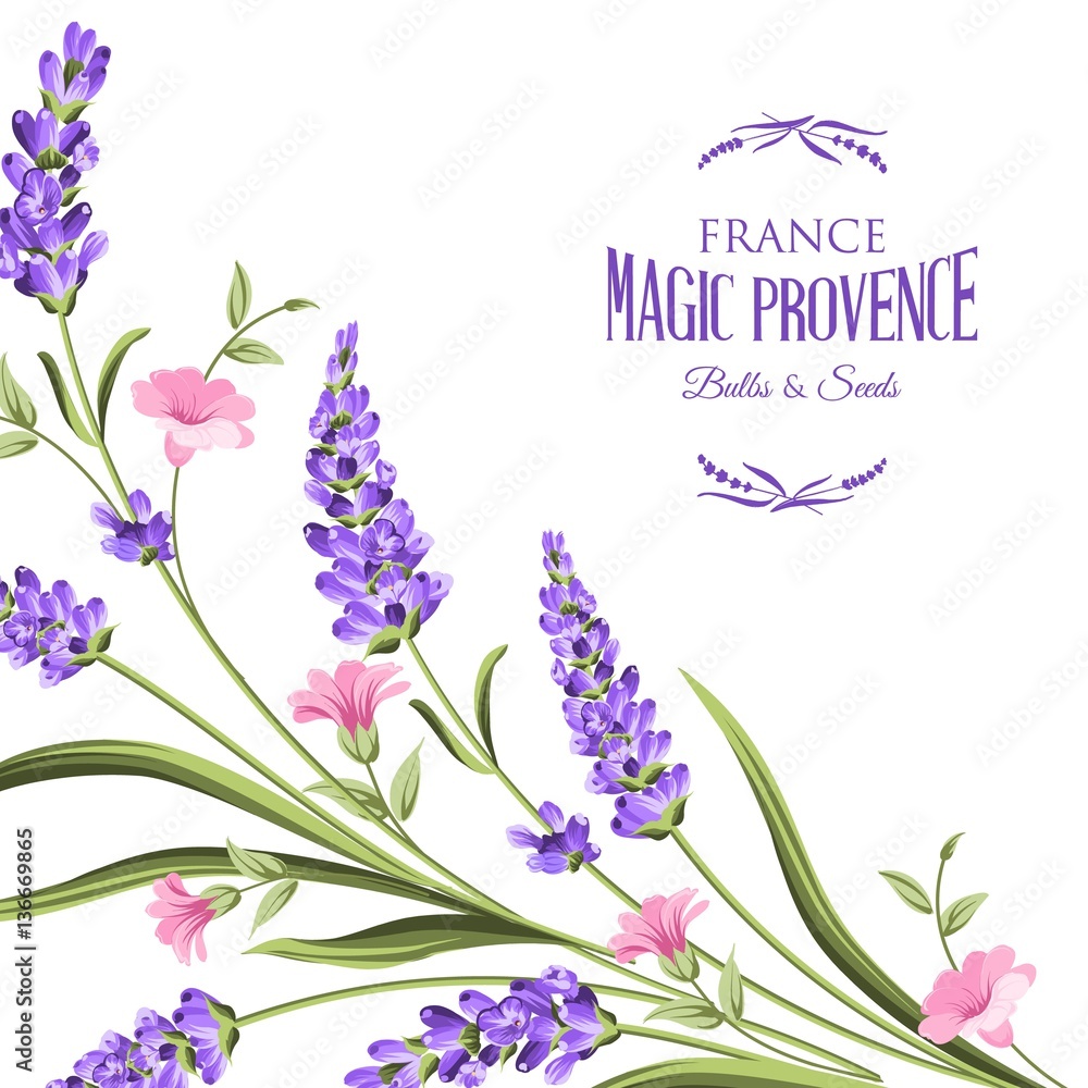 Naklejka premium Bunch of lavender flowers on a white background. Botanical illustration in intage style.