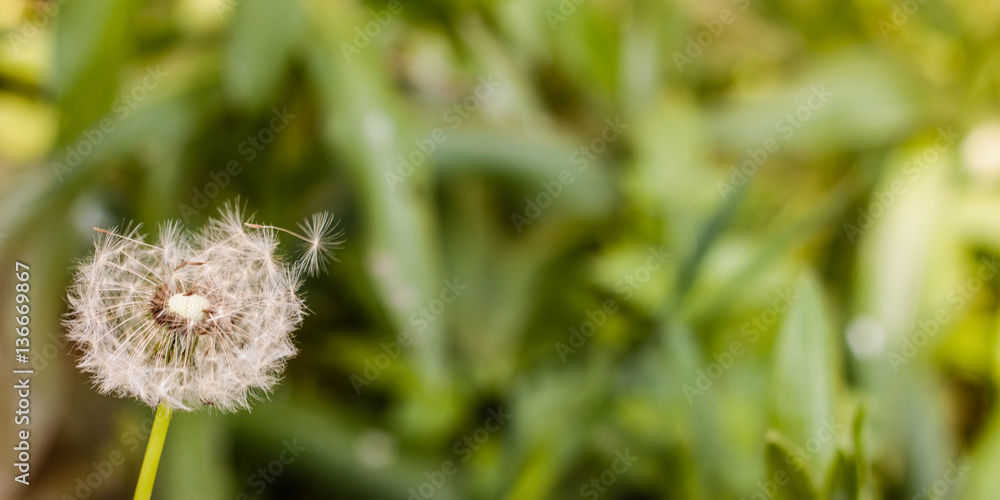 Dandelion meadow flower in Spring