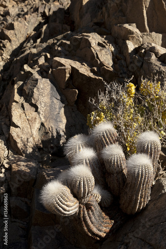 Copiapoa krainziana photo