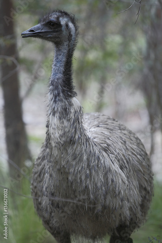 Dromaius novaehollandiae  / Emeu d'Australie photo