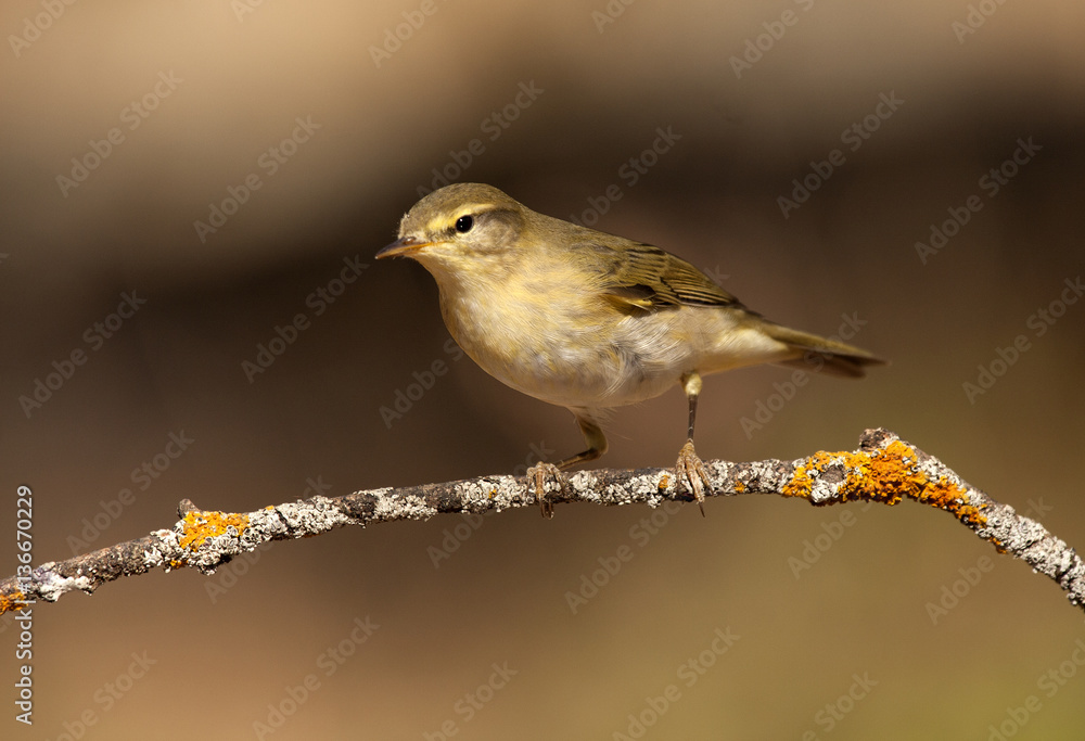 Willow warbler. Phylloscopus trochilus Willow warbler. Phylloscopus trochilus