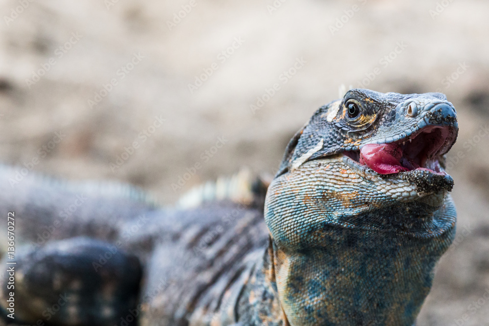 Obraz premium Black ctenosaur with its tongue out