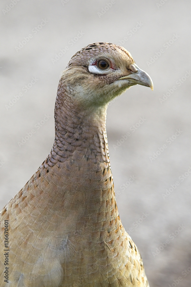 Portrait of a young Common Pheasant (Phasianus colchicus), northern England, UK.