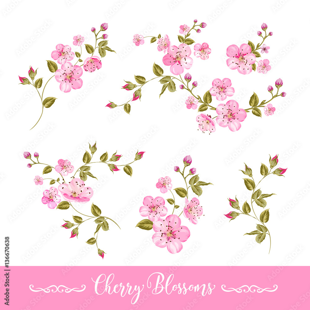 Set of sakura flowers elements. Collection of spring flowers on a white background. Vector illustration bundle. Set of sakura flowers elements. Collection of spring flowers on a white background. Vector illustration bundle.