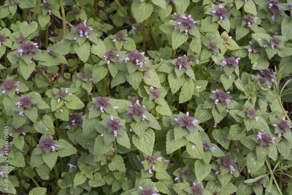 Lamium purpureum / Lamier poupre Lamium purpureum / Lamier poupre