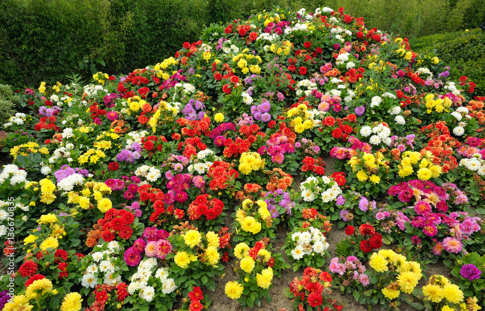 Bright multi-colored flowers growing in the flowerbed in the park