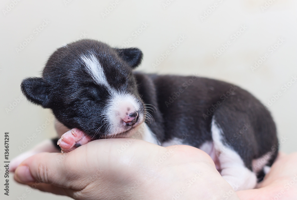 beautiful, cute puppy dogs not barking African dog breed basenji beautiful, cute puppy dogs not barking African dog breed basenji