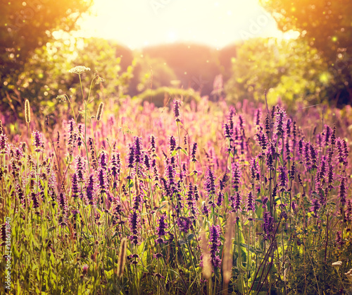 Summer colorful landscape with wildflowers at sunset.