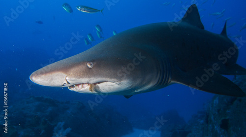 Large shark swimming past diver with hook in mouth