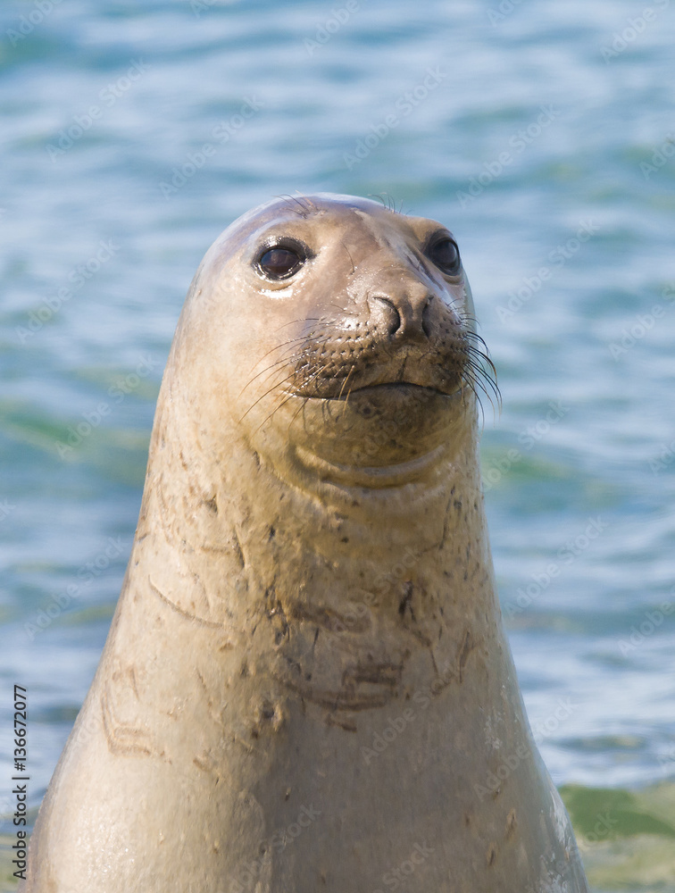 Fototapeta premium Elephant seal, Patagonia, Argentina