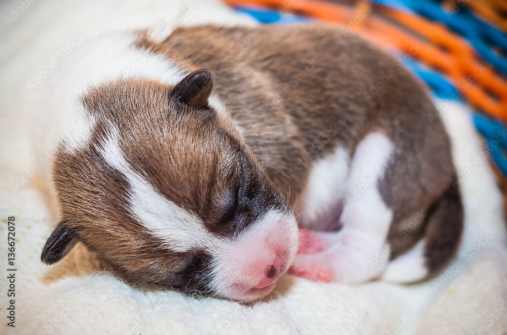 beautiful, cute puppy dogs not barking African dog breed basenji