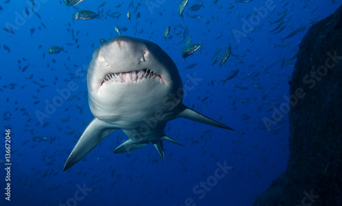 Large shark swimming overhead showing underbelly and teeth © Ben R