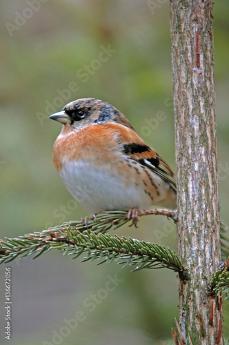 Fringilla montifringilla / Pinson du nord