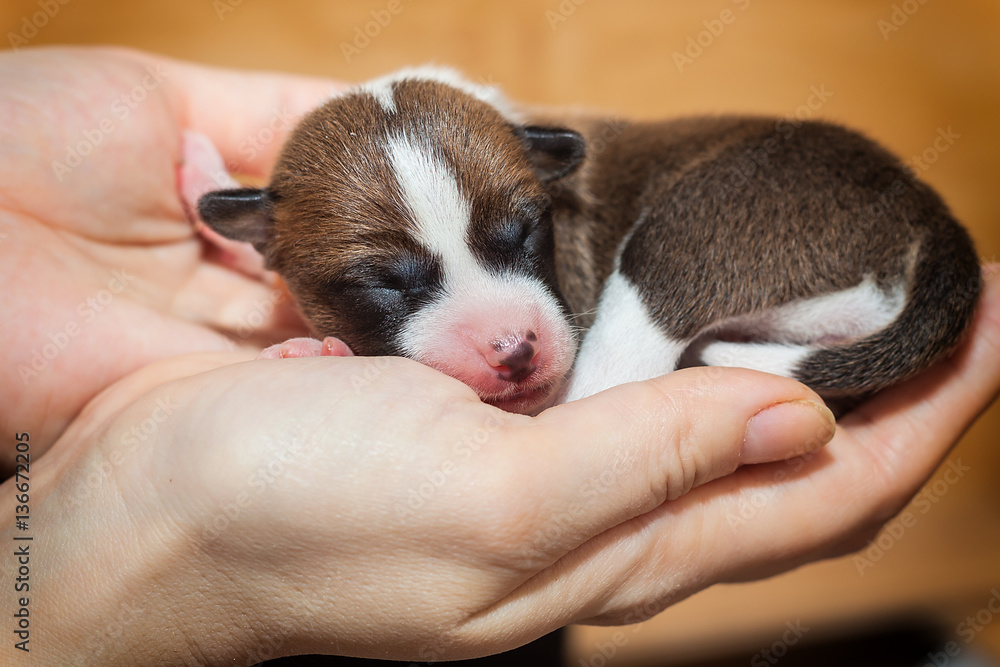 beautiful, cute puppy dogs not barking African dog breed basenji