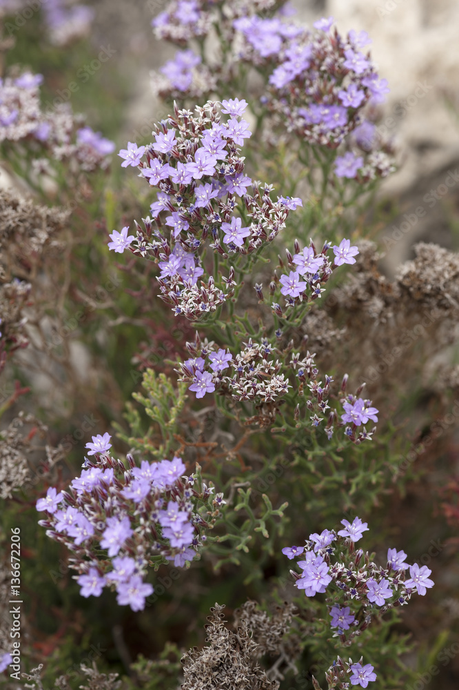 Limonium cordatum / Statice à feuilles cordées Limonium cordatum / Statice à feuilles cordées
