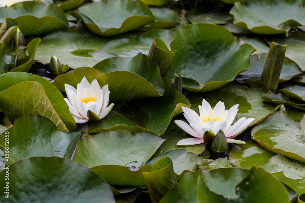 Two white water lilies on big green leaves in water space garden Two white water lilies on big green leaves in water space garden