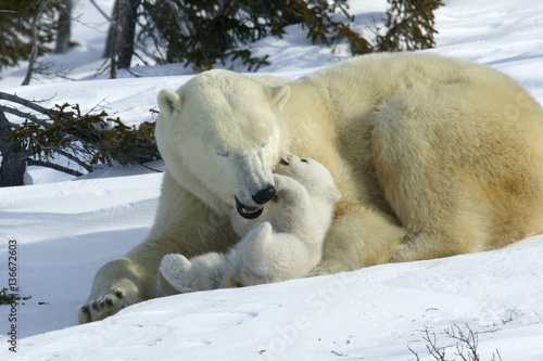 Ursus maritimus / Ours blanc / Ours polaire