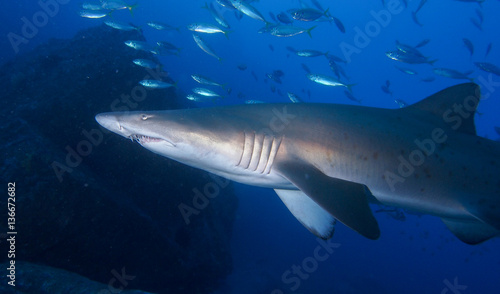 Sleek shark swimming up close