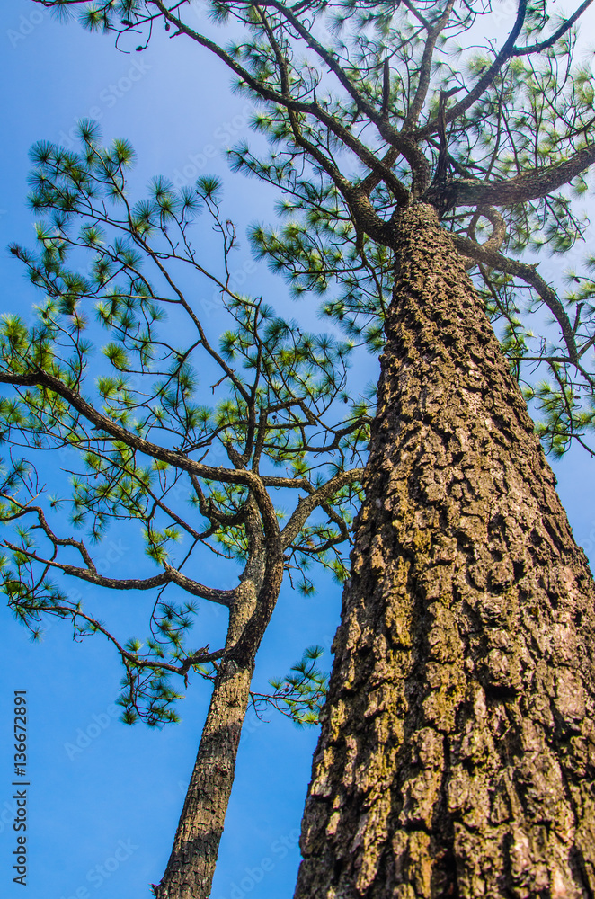 Fototapeta premium pine forest