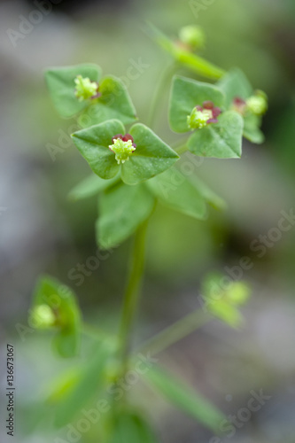 Euphorbia dulcis / Euphorbe douce © PIXATERRA
