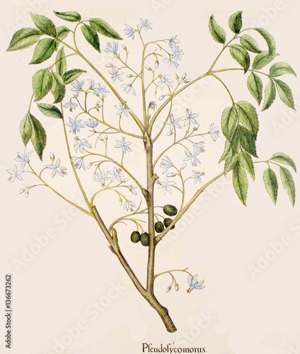 Illustration botanique   Melia azedarach   Lilas des Indes