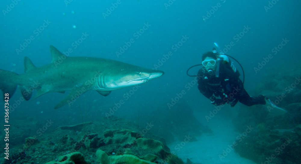 Fototapeta premium Scuba diver swimming close to shark