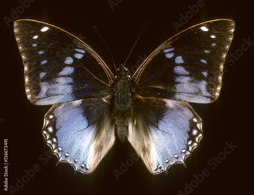 Charaxes smaragdalis / Mâle photo