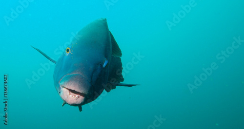 Giant blue grouper swimming towards camera photo