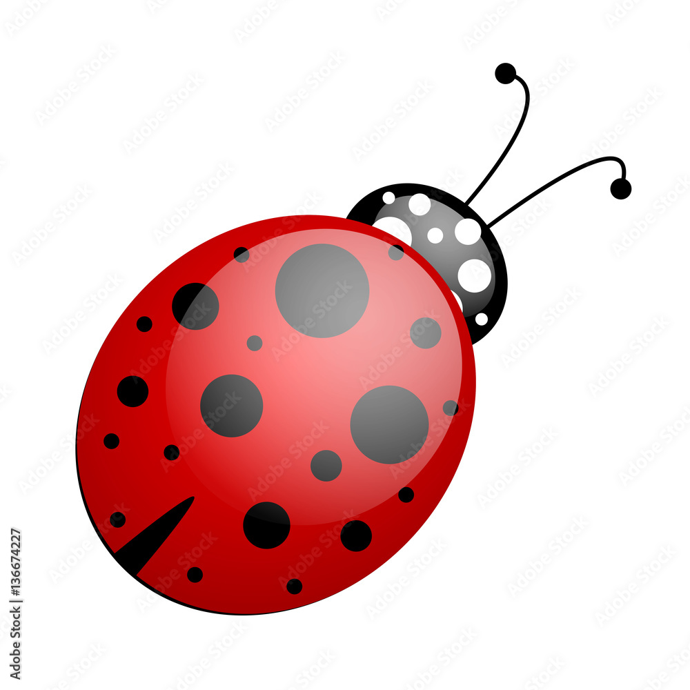 red black ladybug red black ladybug