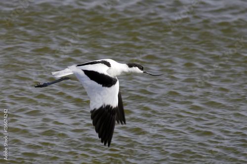 Recurvirostra avosetta / Avocette à nuque noire © PIXATERRA