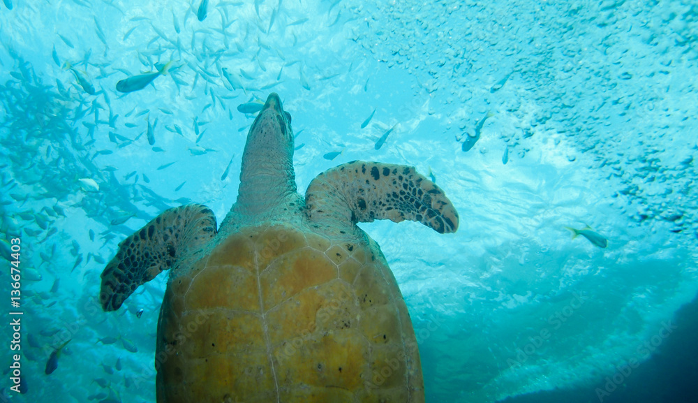 Obraz premium Old turtle swimming up to surface showing underside