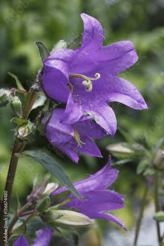 Campanulata trachelium / Campanule gantelée photo