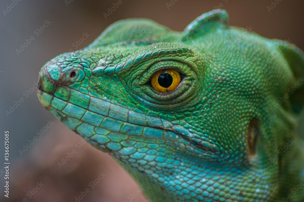 Fototapeta premium Basilisco iguana