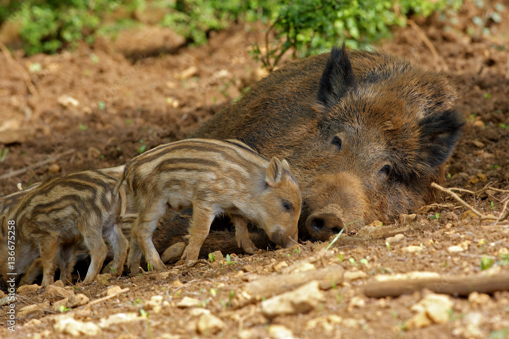 Sus scrofa / Sanglier / Laie et marcassin Sus scrofa / Sanglier / Laie et marcassin