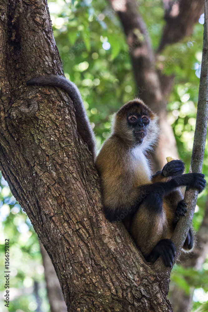 Fototapeta premium Spider monkey chewing on a banana