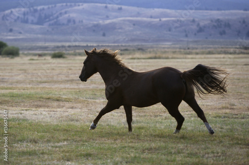 Cheval   Race  Quarter Horse 