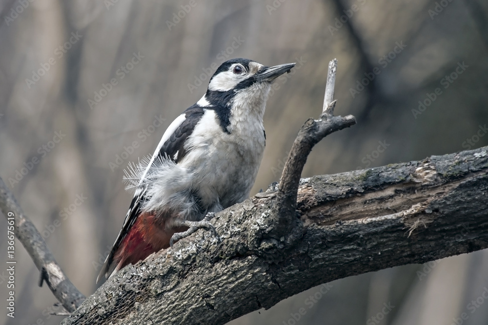 Woodpecker sitting on the tree. Great Spotted Woodpecker (Dendrocopos major), female. Woodpecker sitting on the tree. Great Spotted Woodpecker (Dendrocopos major), female.