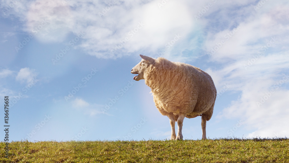 Naklejka premium Schaf auf dem Deich