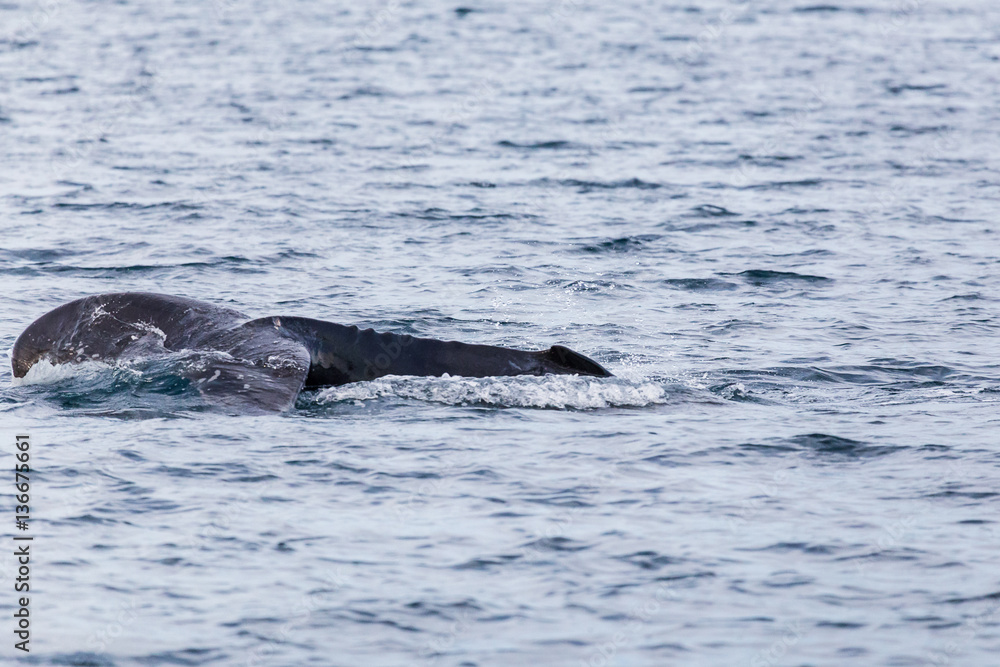 Obraz premium Tail of a humpback whale hits the oceans surface