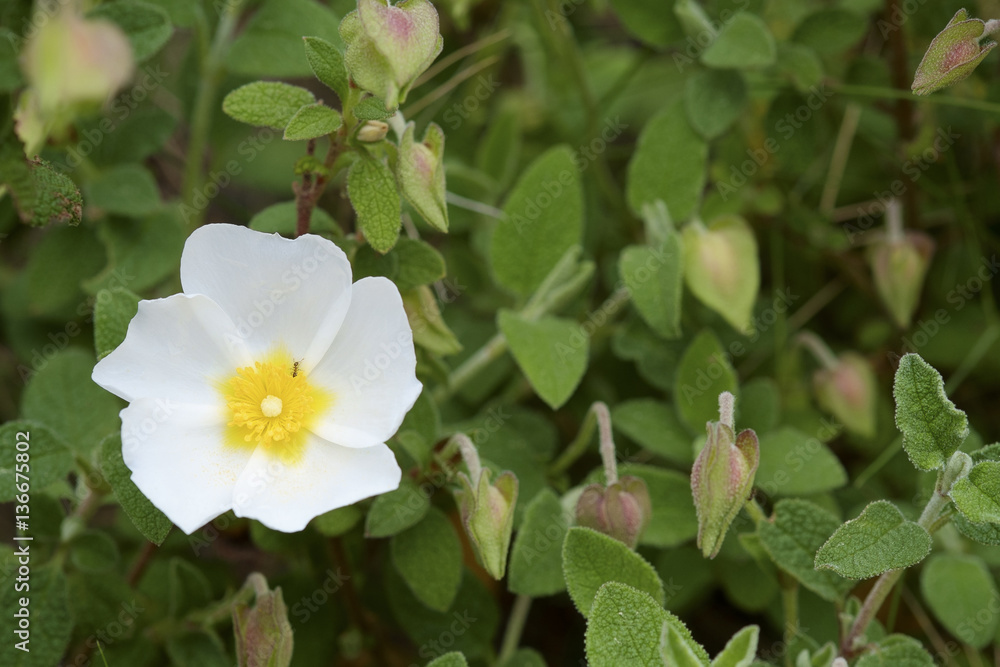 Cistus salvifolius / Ciste à feuilles de sauge Cistus salvifolius / Ciste à feuilles de sauge